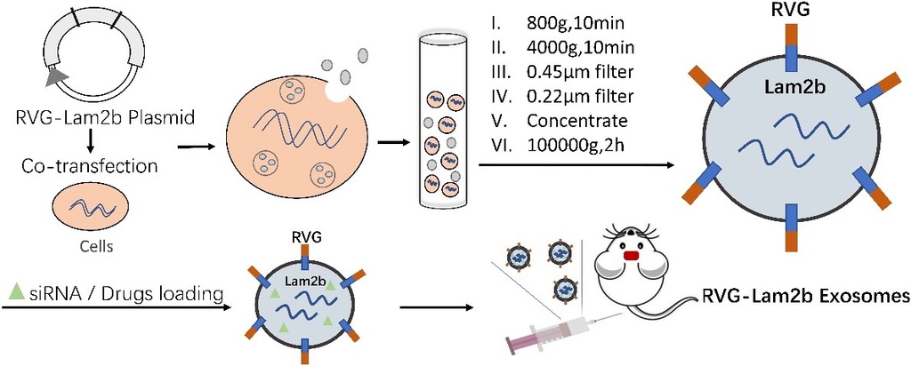 Prep of RVG exosome nanoparticles diagram