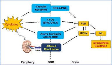 inflammatory mechnisms diagram