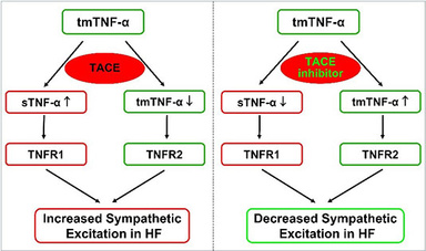 TACE diagram